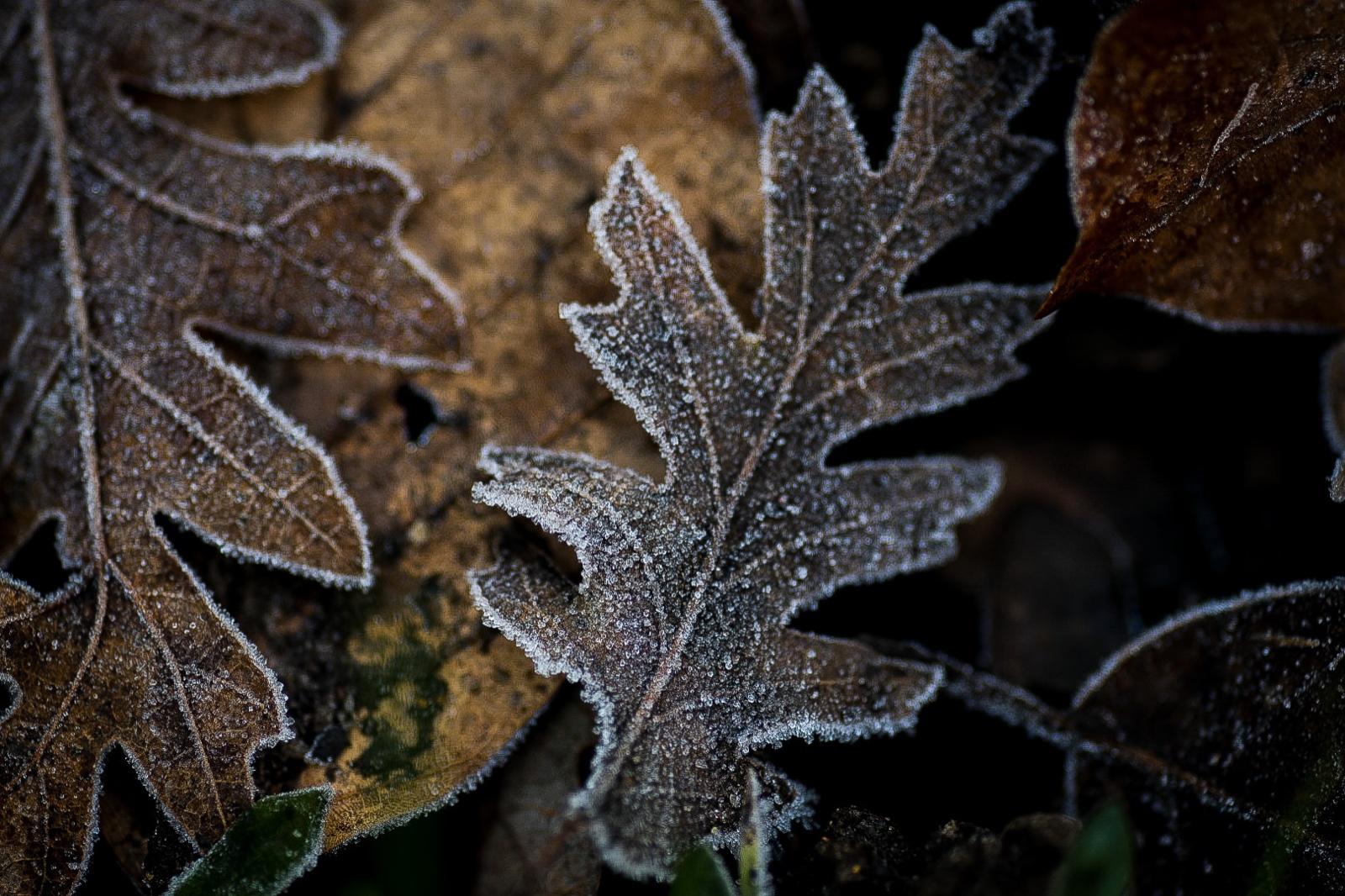 Frosted Leaf